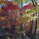 11월 산행안내 조계산 신청이저주하여 산행지 가평 명지산으로 변경합니다. 이미지