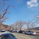 부산광역시 기장군청 주차장 | 부산 매화명소 반짝반짝 기장매화원 개화현황 주차(26.2.21)