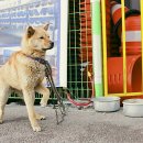 당당하개 이미지