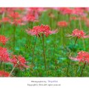 선운사의추억 이미지