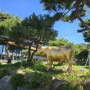 금송아지목장 이미지