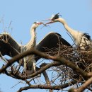 사랑의둥지 이미지