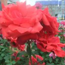 천록(아) 이미지