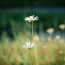 삼성부부한의원 이미지