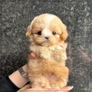 퍼피에몽 강아지분양 시흥본점 | 안양강아지분양 퍼피에몽