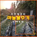 (텃밭/231030) 마늘밭 물주는 방법 이미지