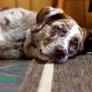 강아지보호구역 이미지