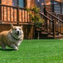 헬퍼독 애견펜션 이미지