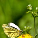 노랑나비 이미지