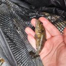 홍천1교 이미지