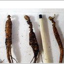 횡성 수농장 이미지