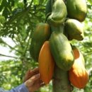 그린파파야 이미지