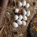 박씨농장 2 이미지