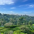 파드마투어 | [공지] 파드마 리조트 우붓 Padma Resort Ubud 객실 수영장