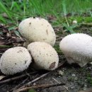 머리목장 이미지