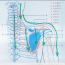 어께 통증 심할때 괄사치료 이미지