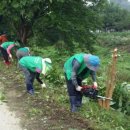 벚나무길 이미지