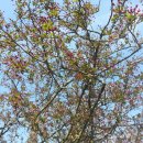 산에는꽃이피네 이미지