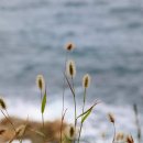 보은상회 이미지