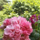 러블리 몽 이미지