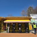 수선화 | 서산 유기방가옥 수선화축제 후기 ㅣ 주차 애견동반 포토존