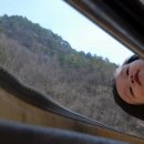 정선양떼목장 이미지