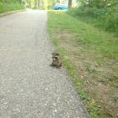 베니베니 이미지