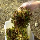 천지효소