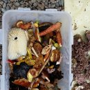 싸리버섯판매-자연산버섯-싸리버섯 효능 먹는방법-잡버섯- 이미지