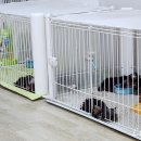 루시드 리엔 이미지