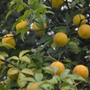 탱자나무- 내장무력증 오는 모든 속병에 특효 이미지