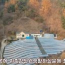 산아래나무