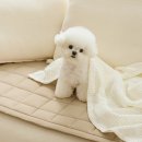 몽실몽실 | 바자르 몽실몽실 먼지없는 진드기방지 소파패드 2인용 찐후기