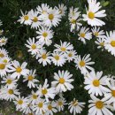 원정리마을회관 이미지