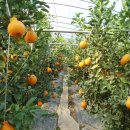 금성농장 이미지