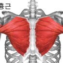 머슬엑스짐 이미지