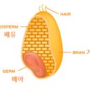 Re: 자가포식 유도체 '스퍼미딘'의 영양학적 관점의 탐구!!! 2020 이미지