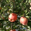 경용농장 이미지