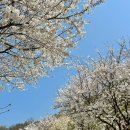 광명시립농악단 정기공연 | 경기북부 소요산 벚꽃명소, 아기랑 자유수호박물관 후기 + 야간개장