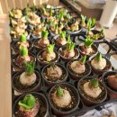 반려식물 원예화분 공예 | 반려식물공예_구근식물💚