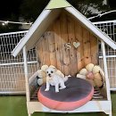 댕댕이버스 | 댕댕이랑 힐링할 곳 드디어 찾았다! JS애견풀빌라 후기 뿌림