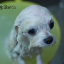 도그스케치 이미지