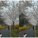 장안벚꽃길 이미지