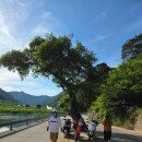 형제조류 이미지