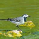 White wagtail 이미지