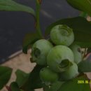 도천농장 Daum카페
