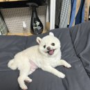 도담댕기 이미지