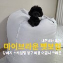 크라운 | 마이브라운 펫보험 강아지 스케일링 청구 비용, 어금니 크라운 내돈내산 후기