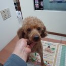 우리들동물병원 이미지