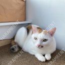 오냥오냥 고양이호텔 이미지